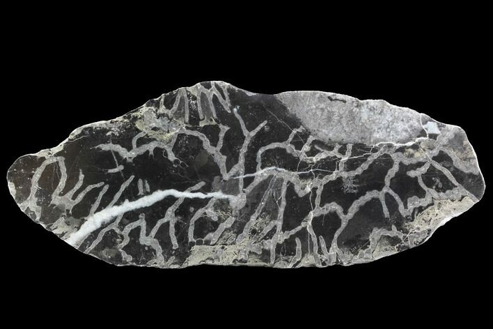 Polished Fossil Chain Coral (Halysites) - Russia #91780